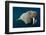 Underwater Walrus, Hudson Bay, Nunavut, Canada-Paul Souders-Framed Photographic Print