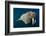 Underwater Walrus, Hudson Bay, Nunavut, Canada-Paul Souders-Framed Photographic Print