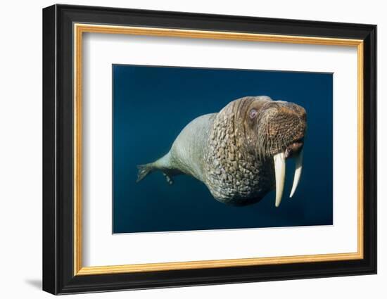 Underwater Walrus, Hudson Bay, Nunavut, Canada-Paul Souders-Framed Photographic Print