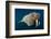 Underwater Walrus, Hudson Bay, Nunavut, Canada-Paul Souders-Framed Photographic Print