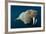 Underwater Walrus, Hudson Bay, Nunavut, Canada-Paul Souders-Framed Photographic Print