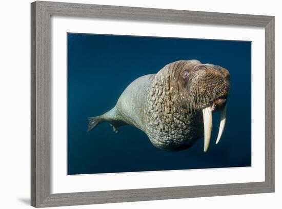 Underwater Walrus, Hudson Bay, Nunavut, Canada-Paul Souders-Framed Photographic Print