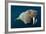 Underwater Walrus, Hudson Bay, Nunavut, Canada-Paul Souders-Framed Photographic Print