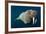 Underwater Walrus, Hudson Bay, Nunavut, Canada-Paul Souders-Framed Photographic Print