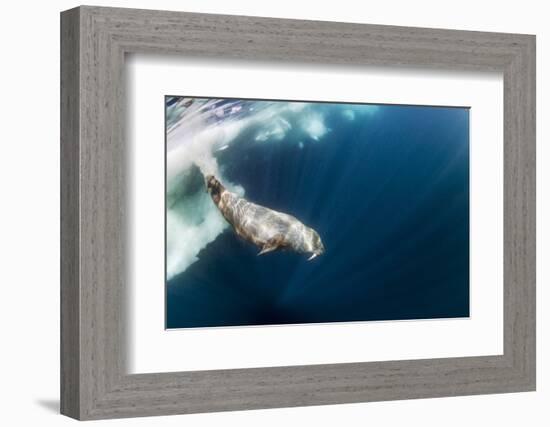 Underwater Walrus, Hudson Bay, Nunavut, Canada-Paul Souders-Framed Photographic Print