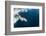 Underwater Walrus, Hudson Bay, Nunavut, Canada-Paul Souders-Framed Photographic Print