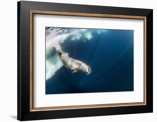 Underwater Walrus, Hudson Bay, Nunavut, Canada-Paul Souders-Framed Photographic Print