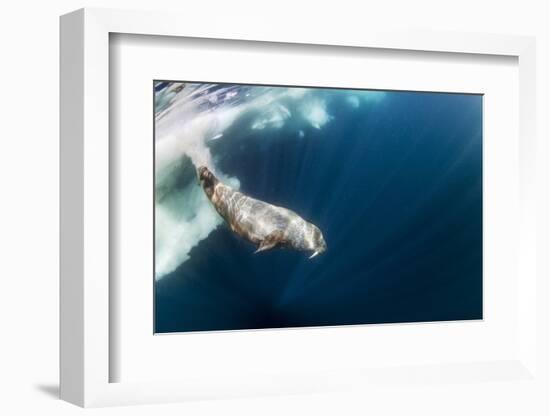 Underwater Walrus, Hudson Bay, Nunavut, Canada-Paul Souders-Framed Photographic Print