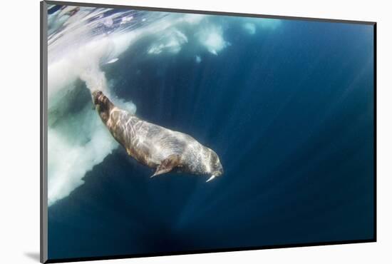 Underwater Walrus, Hudson Bay, Nunavut, Canada-Paul Souders-Mounted Photographic Print