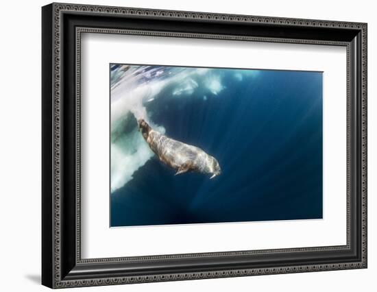 Underwater Walrus, Hudson Bay, Nunavut, Canada-Paul Souders-Framed Photographic Print