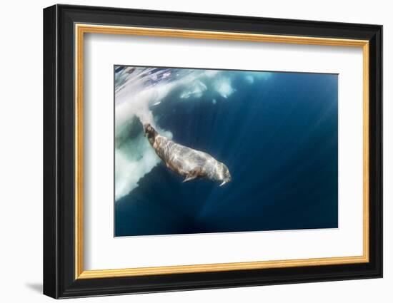 Underwater Walrus, Hudson Bay, Nunavut, Canada-Paul Souders-Framed Photographic Print