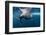 Underwater Walrus, Hudson Bay, Nunavut, Canada-Paul Souders-Framed Photographic Print