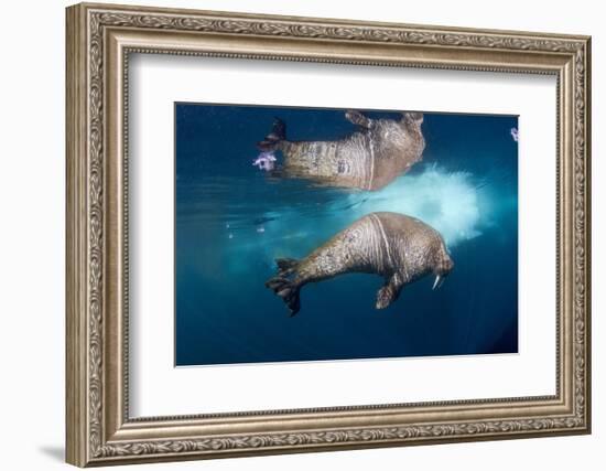 Underwater Walrus, Hudson Bay, Nunavut, Canada-Paul Souders-Framed Photographic Print