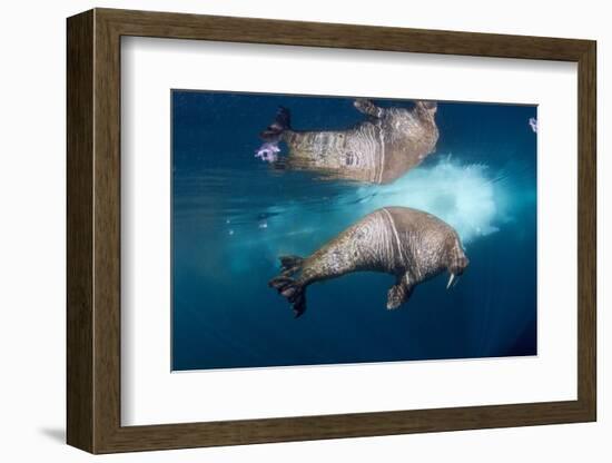 Underwater Walrus, Hudson Bay, Nunavut, Canada-Paul Souders-Framed Photographic Print