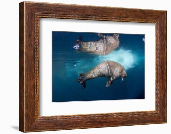 Underwater Walrus, Hudson Bay, Nunavut, Canada-Paul Souders-Framed Photographic Print