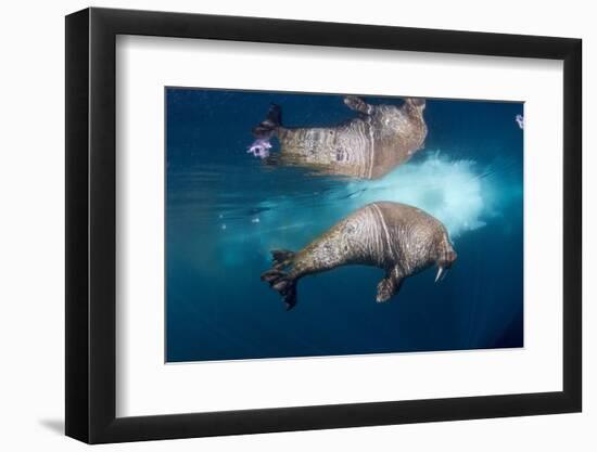 Underwater Walrus, Hudson Bay, Nunavut, Canada-Paul Souders-Framed Photographic Print