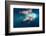 Underwater Walrus, Hudson Bay, Nunavut, Canada-Paul Souders-Framed Photographic Print