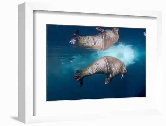 Underwater Walrus, Hudson Bay, Nunavut, Canada-Paul Souders-Framed Photographic Print