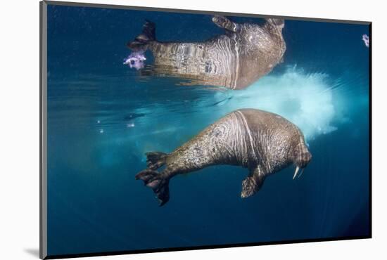 Underwater Walrus, Hudson Bay, Nunavut, Canada-Paul Souders-Mounted Photographic Print