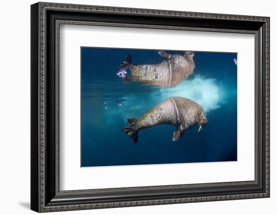 Underwater Walrus, Hudson Bay, Nunavut, Canada-Paul Souders-Framed Photographic Print