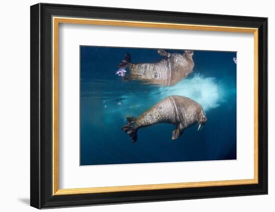 Underwater Walrus, Hudson Bay, Nunavut, Canada-Paul Souders-Framed Photographic Print