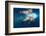 Underwater Walrus, Hudson Bay, Nunavut, Canada-Paul Souders-Framed Photographic Print