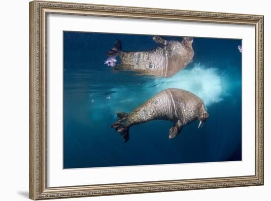 Underwater Walrus, Hudson Bay, Nunavut, Canada-Paul Souders-Framed Photographic Print