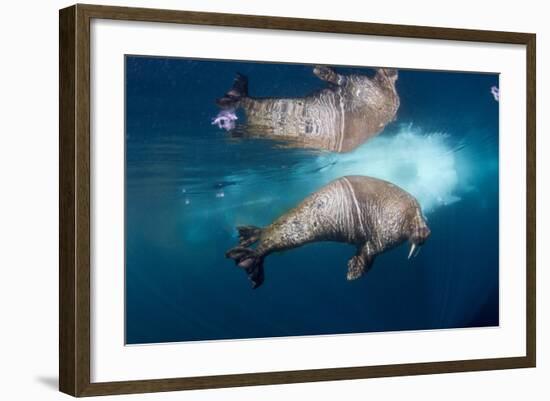 Underwater Walrus, Hudson Bay, Nunavut, Canada-Paul Souders-Framed Photographic Print