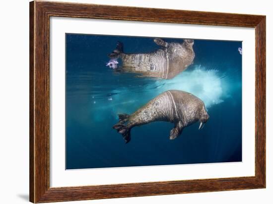 Underwater Walrus, Hudson Bay, Nunavut, Canada-Paul Souders-Framed Photographic Print