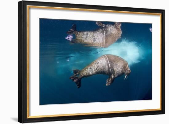 Underwater Walrus, Hudson Bay, Nunavut, Canada-Paul Souders-Framed Photographic Print