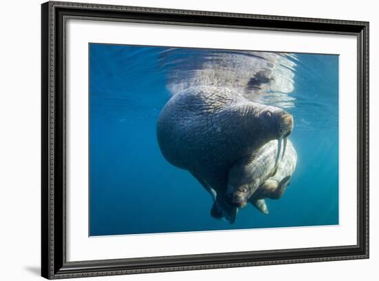 Underwater Walrus, Hudson Bay, Nunavut, Canada-Paul Souders-Framed Photographic Print