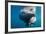 Underwater Walrus, Hudson Bay, Nunavut, Canada-Paul Souders-Framed Photographic Print