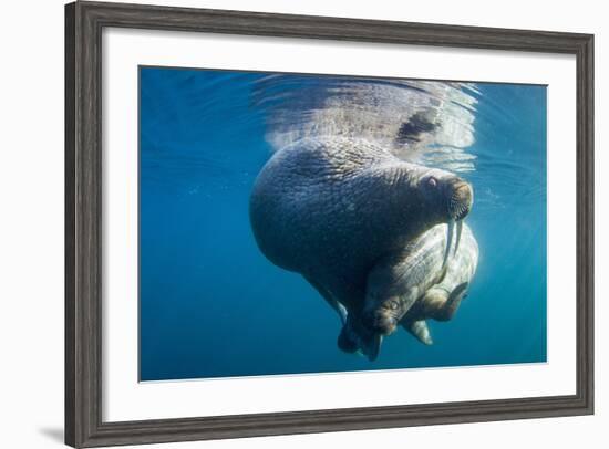 Underwater Walrus, Hudson Bay, Nunavut, Canada-Paul Souders-Framed Photographic Print