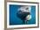 Underwater Walrus, Hudson Bay, Nunavut, Canada-Paul Souders-Framed Photographic Print