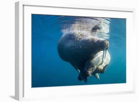 Underwater Walrus, Hudson Bay, Nunavut, Canada-Paul Souders-Framed Photographic Print