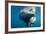 Underwater Walrus, Hudson Bay, Nunavut, Canada-Paul Souders-Framed Photographic Print