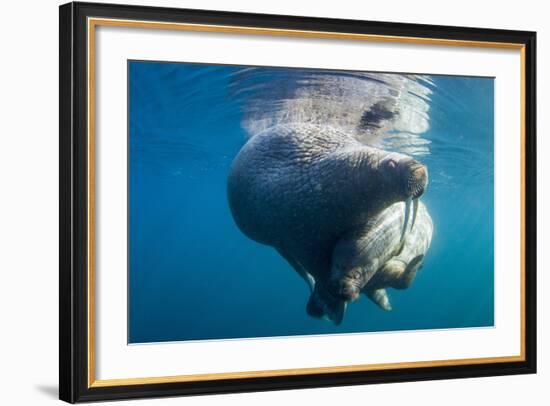 Underwater Walrus, Hudson Bay, Nunavut, Canada-Paul Souders-Framed Photographic Print