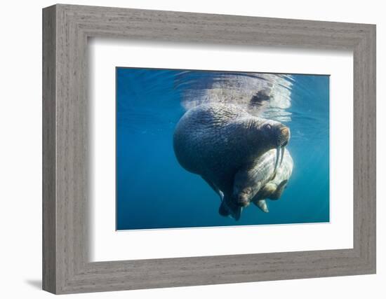 Underwater Walrus, Hudson Bay, Nunavut, Canada-Paul Souders-Framed Photographic Print