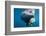 Underwater Walrus, Hudson Bay, Nunavut, Canada-Paul Souders-Framed Photographic Print