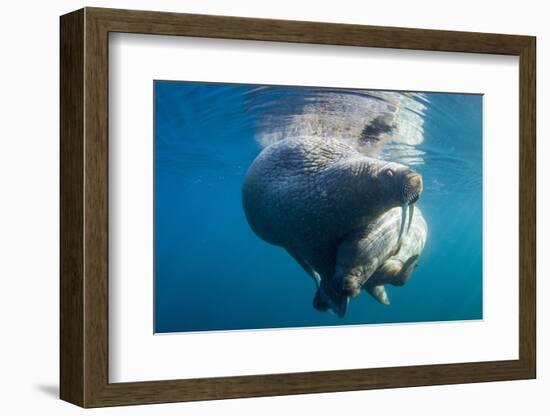 Underwater Walrus, Hudson Bay, Nunavut, Canada-Paul Souders-Framed Photographic Print