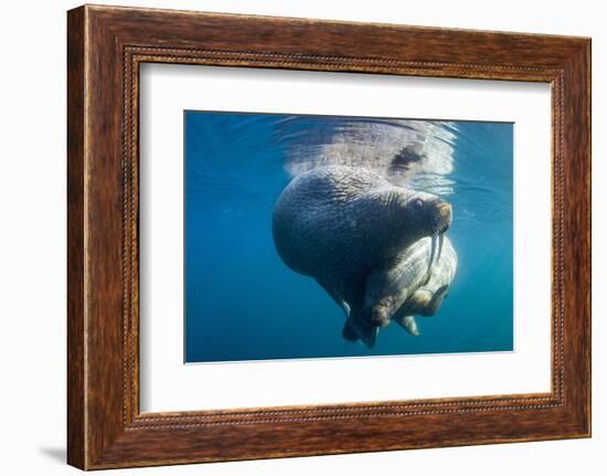 Underwater Walrus, Hudson Bay, Nunavut, Canada-Paul Souders-Framed Photographic Print