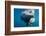 Underwater Walrus, Hudson Bay, Nunavut, Canada-Paul Souders-Framed Photographic Print