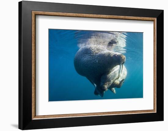 Underwater Walrus, Hudson Bay, Nunavut, Canada-Paul Souders-Framed Photographic Print