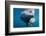 Underwater Walrus, Hudson Bay, Nunavut, Canada-Paul Souders-Framed Photographic Print