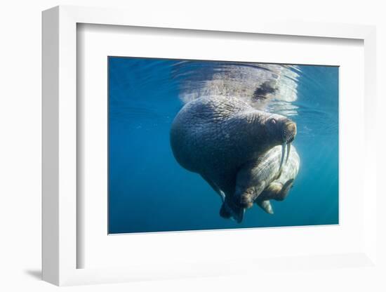 Underwater Walrus, Hudson Bay, Nunavut, Canada-Paul Souders-Framed Photographic Print