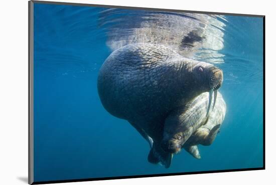 Underwater Walrus, Hudson Bay, Nunavut, Canada-Paul Souders-Mounted Photographic Print