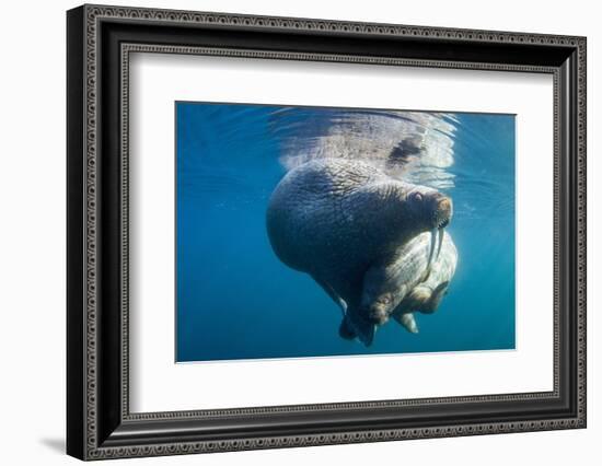 Underwater Walrus, Hudson Bay, Nunavut, Canada-Paul Souders-Framed Photographic Print