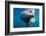 Underwater Walrus, Hudson Bay, Nunavut, Canada-Paul Souders-Framed Photographic Print