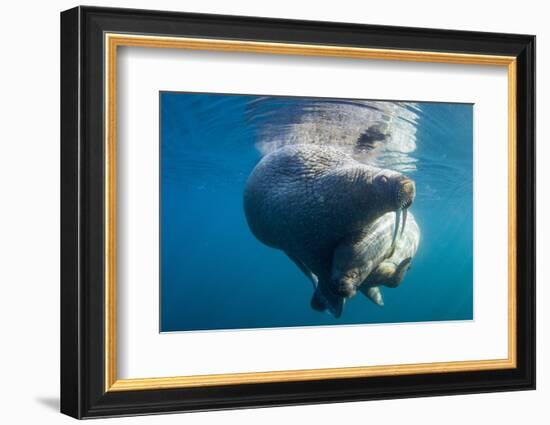 Underwater Walrus, Hudson Bay, Nunavut, Canada-Paul Souders-Framed Photographic Print