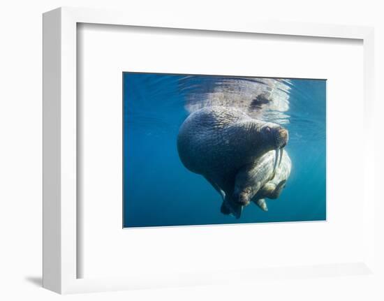 Underwater Walrus, Hudson Bay, Nunavut, Canada-Paul Souders-Framed Photographic Print